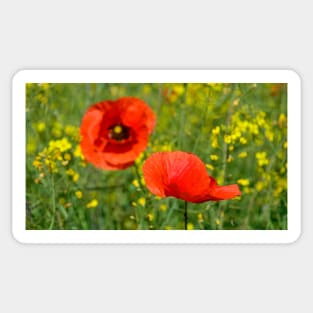 Wild Red Poppies Sticker